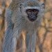 Monkey 3